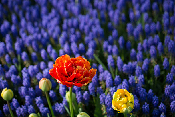 istock tulips of various colors in nature in spring 614250538