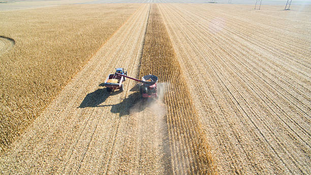 combinar a colheita de milho com - corn crop corn genetic modification crop - fotografias e filmes do acervo