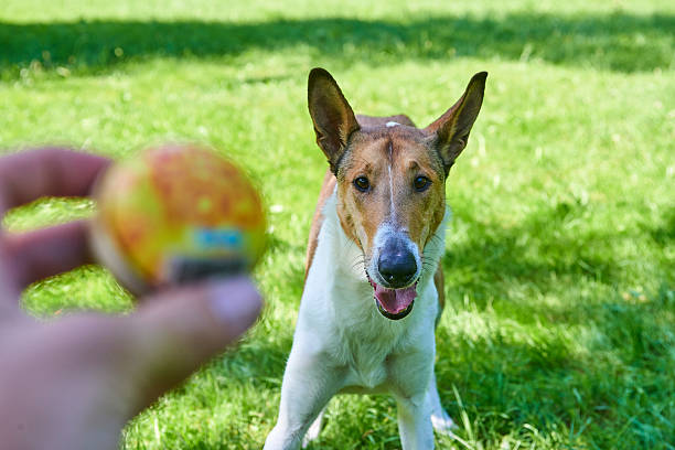 istock Man hand holding ball close to cute smooth collie 614302806