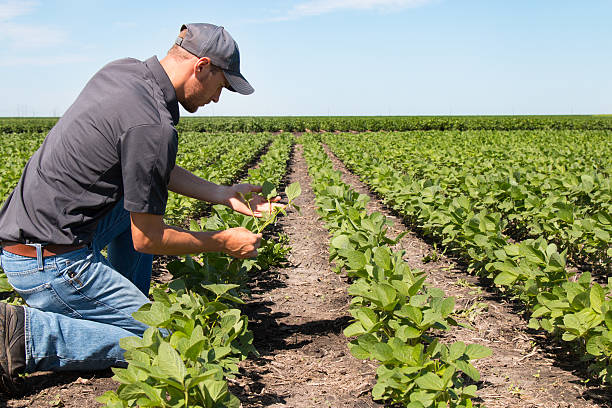 ingeniero agrónomo usando una tableta en un campo agrícola - genetic modification corn corn crop genetic research fotografías e imágenes de stock