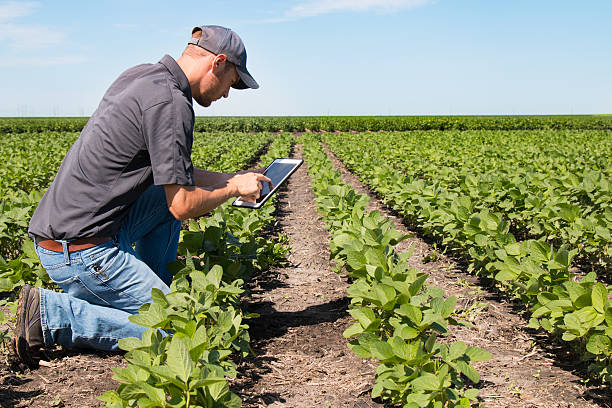 ingeniero agrónomo usando una tableta en un campo agrícola - genetic modification corn corn crop genetic research fotografías e imágenes de stock