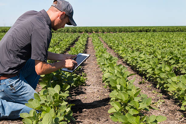 Agronomist Using a Tablet in an Agricultural Field Agronomist Using a Tablet in an Agricultural FieldAgronomist Using a Tablet in an Agricultural Field agronomist photos stock pictures, royalty-free photos & images