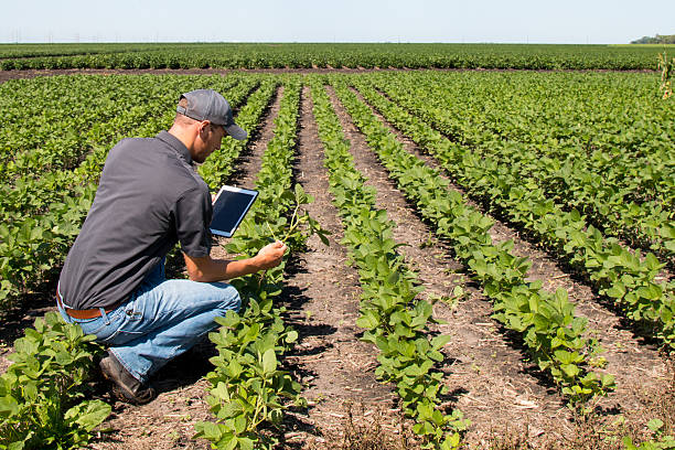 agrônomo usando uma tábua em campo agrícola - corn crop corn genetic modification crop - fotografias e filmes do acervo