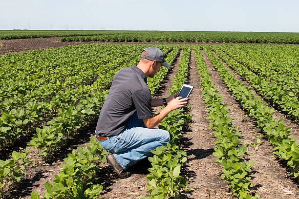 istock Agronomist Using a Tablet in an Agricultural Field 614304448