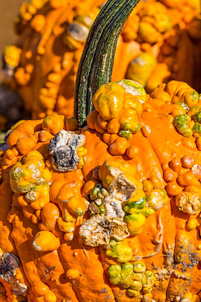 istock Texture of Gourd with Warts 614304464