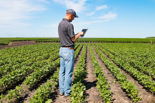 ingeniero agrónomo usando una tableta en un campo agrícola - genetic modification corn corn crop genetic research fotografías e imágenes de stock