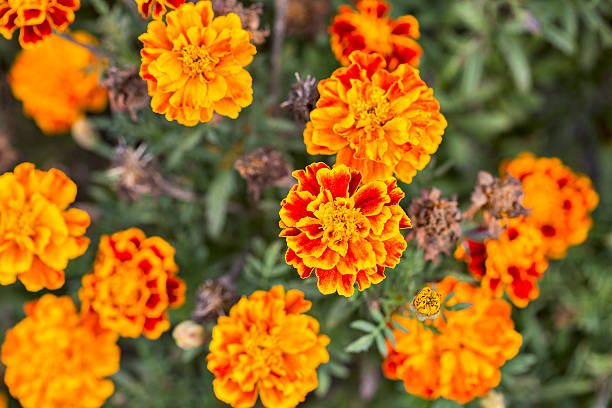 istock Marigolds flowers closeup 614305656