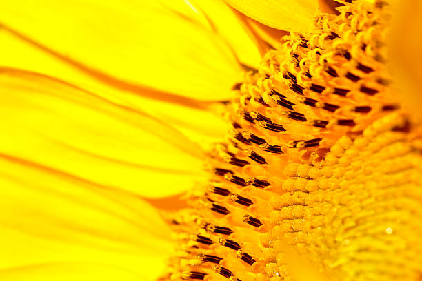 istock Macro of the a Sunflower 614306234