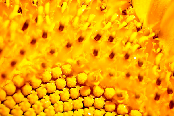 istock Macro of the a Sunflower 614306312