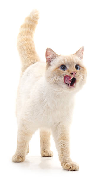 White cat. White cat isolated on a white background. animal tongue stock pictures, royalty-free photos & images