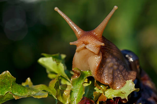 istock the big Achatina snail 614307882
