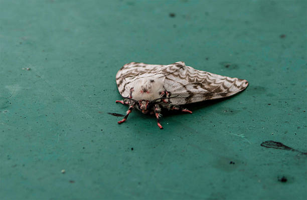 Gypsy moth Close up shot of Gypsy moth lepidopterans stock pictures, royalty-free photos & images