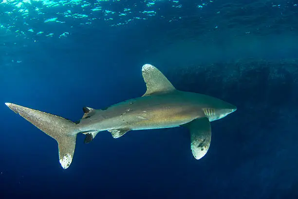 Photo of Brown Milbert's sand bar shark