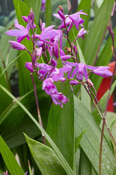 Photo of Bletilla striata, hyacinth orchid purple flowers