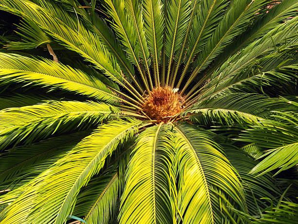 istock Cycas sphaerica plant closeup 614309466