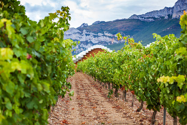 Vineyards in the province of La Rioja in Spain.