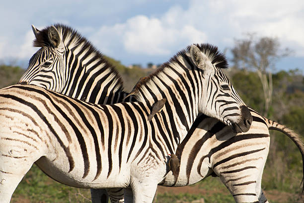istock Pair of Zebra and Ox pecker guests 614310510