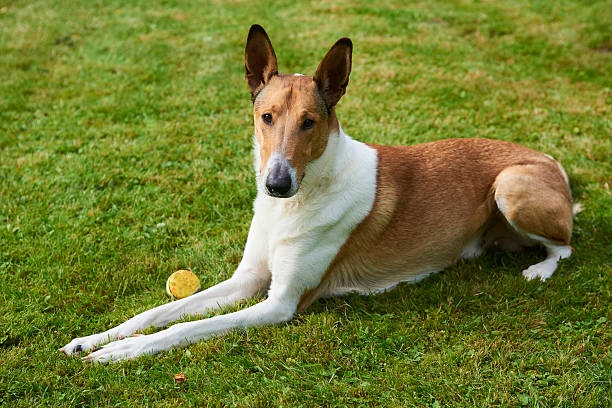 Smooth collie dog playing with a ball Cute smooth collie dog playing with a ball on green grass lawn, summertime smooth collie stock pictures, royalty-free photos & images