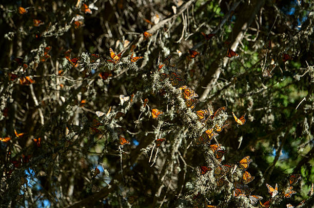 istock Many Monarch Butterflies Resting on Branch 614311642
