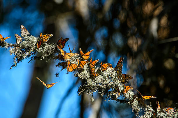 istock Many Monarch Butterflies Resting on Branch 614311732