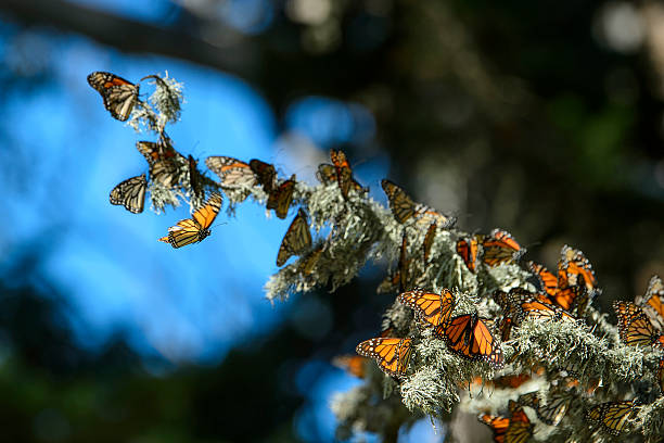 istock Many Monarch Butterflies Resting on Branch 614311812