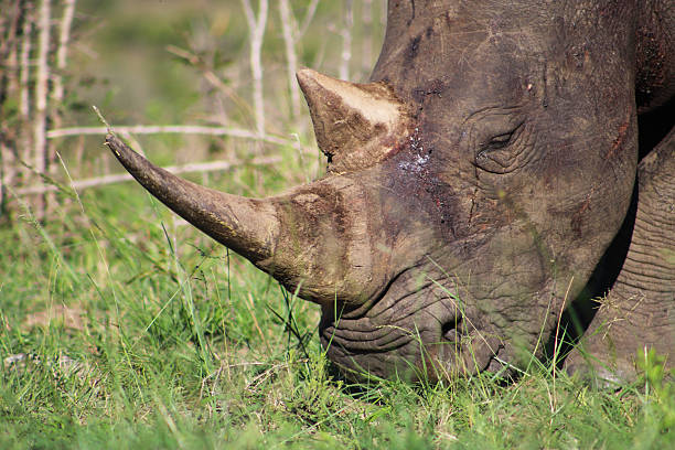 istock White Rhino fighiting horn 614312484