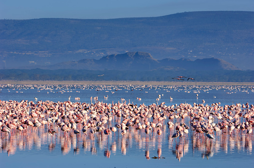 Large flock of lesser flamingos (Phoenicopterus minor) gathered on the small, shallow, alkaline-saline lake Lake Nakuru.