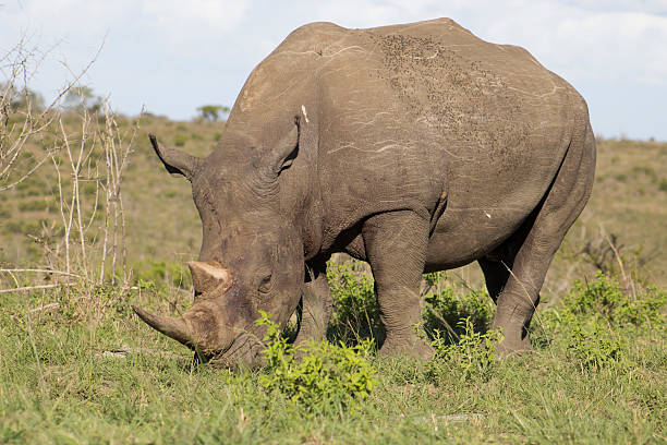 istock White Rhino grazing carefully 614313066