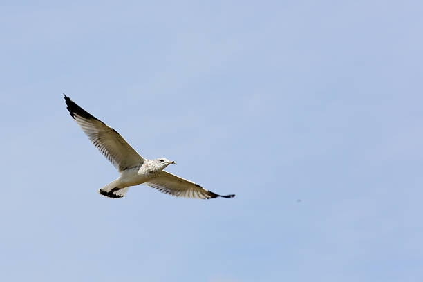 istock Ring-billed seagull with black wingtips flying with a blue sky 614313742
