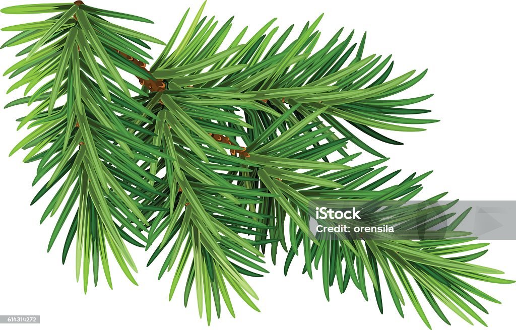 Green fluffy pine branch. Isolated on white background Green fluffy pine branch. Isolated on white background. Illustration in vector format Pine Tree stock vector