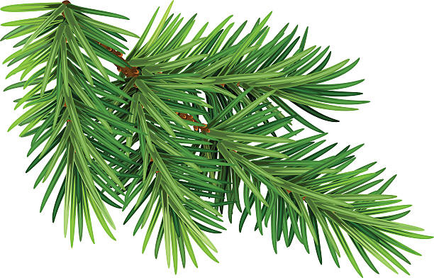 Green fluffy pine branch. Isolated on white background Green fluffy pine branch. Isolated on white background. Illustration in vector format needle plant part stock illustrations