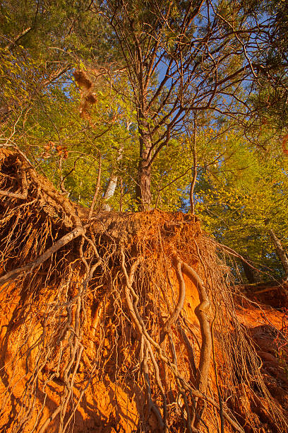 raízes - uprooted vertical leaf root imagens e fotografias de stock