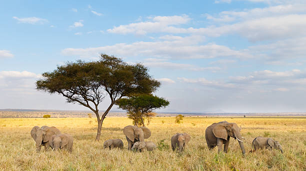African Elephant Herd 