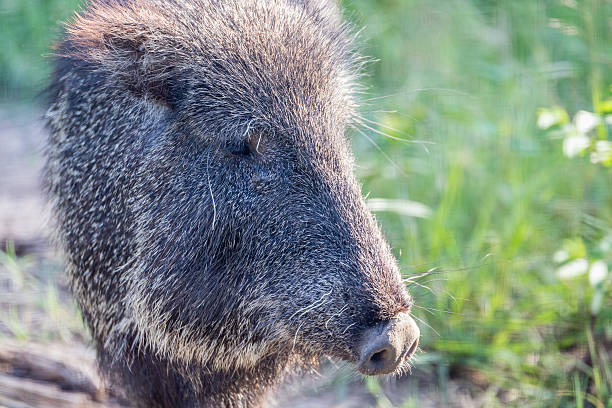 istock Cute Peccary Closeup 614316790
