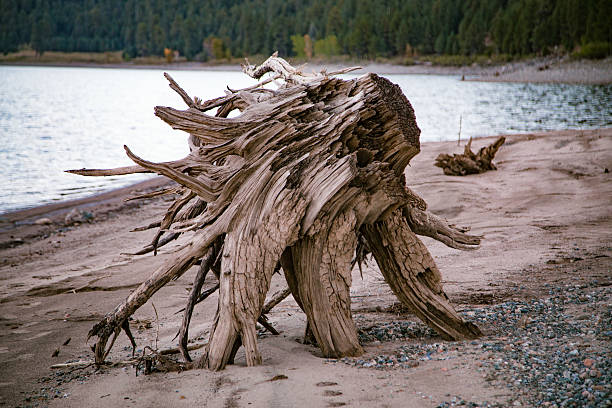 Toco de driftwood - à beira do lago - foto de acervo