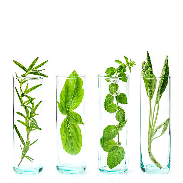 istock Close Up bottles of essential oils with fresh herbs . 614318086