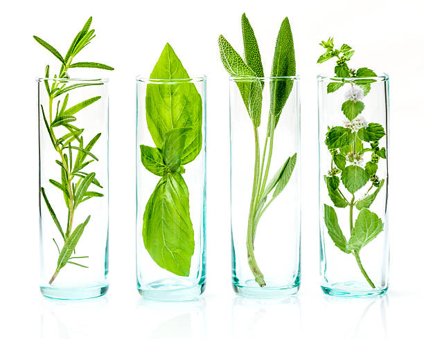 istock Close Up bottles of essential oils with fresh herbs . 614318104