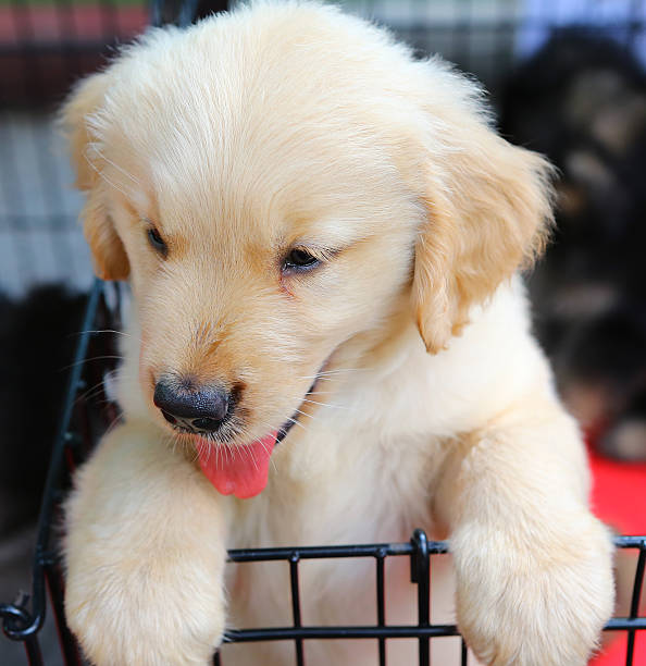 istock Golden Retriever puppy 614318332