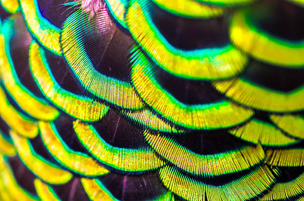 istock peacock feathers is colorfull for use backgroud ,Texture and wal 614318932