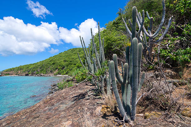 istock Endemic Caribbean plant species 614319058