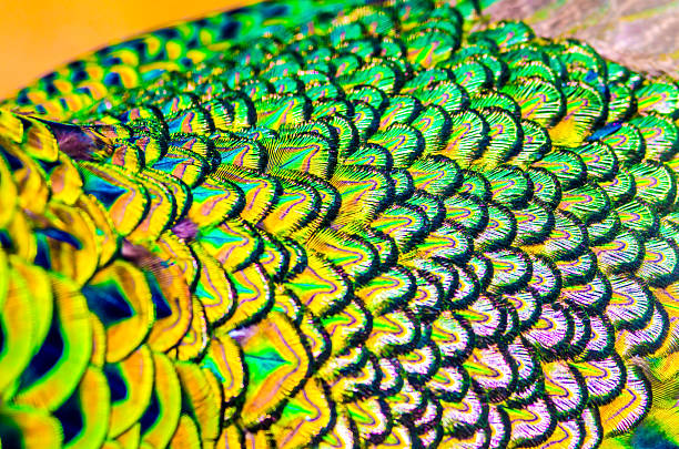 istock Peacock feathers is colorfull for use backgroud ,Texture and wal 614319088