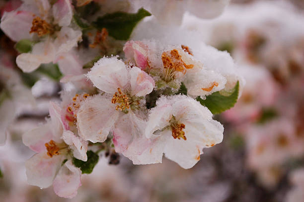 istock Pink and White Flowers Covered in Frost 614320254