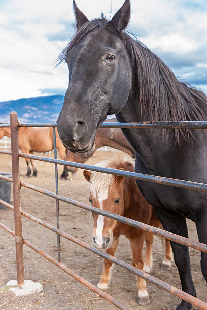 istock Pony and adult horse. 614320562
