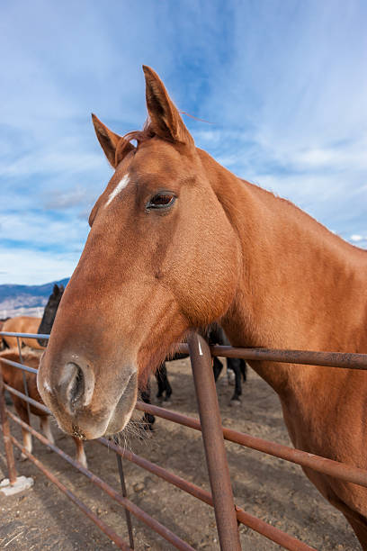 istock Beautiful horse portrait. 614320726