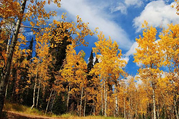 istock Colorful Yellow Quaking Aspen 614320946