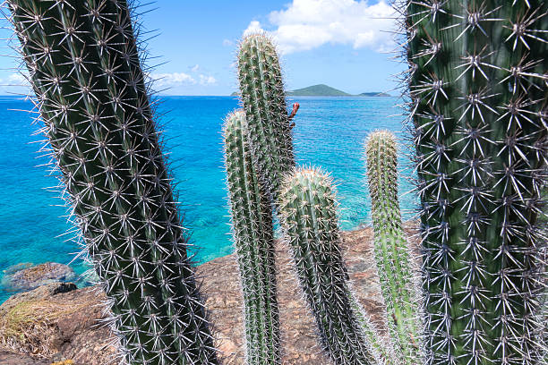 istock Spiny cactus on rocky Caribbean shore 614321178