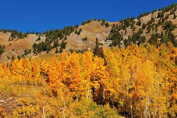 istock Colorful Autumn Mountain Foliage 614321682