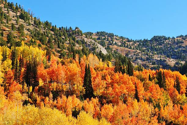 istock Colorful Autumn Mountain Foliage 614321886