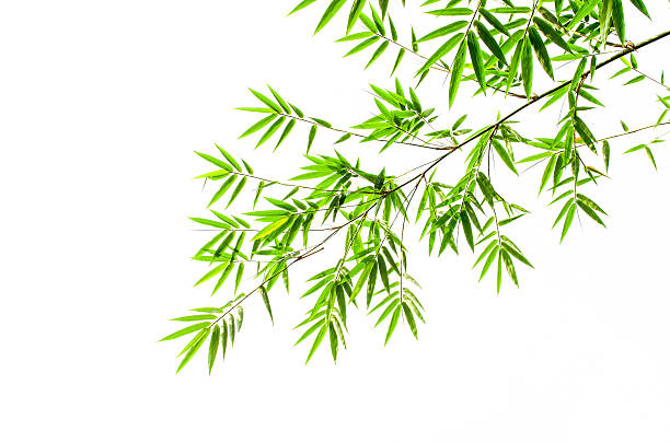 bamboo leaves on white background bamboo leaves on white background bamboo leaf stock pictures, royalty-free photos & images