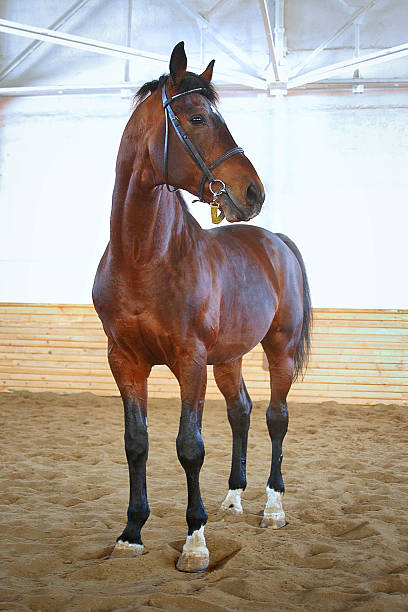 istock Brown horse in stable door rigged 614327098